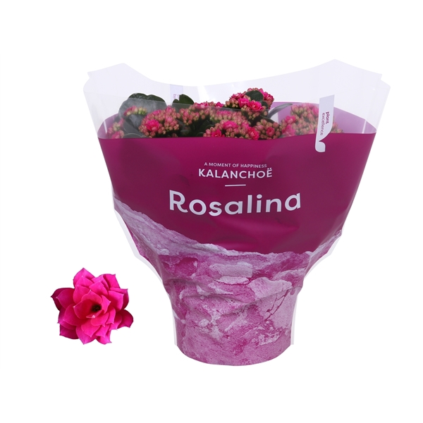 <h4>Kalanchoe Rosalina 15cm TST Don Victorio, Paarse hoes</h4>