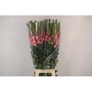 ANTIRRHINUM IT. PINK*