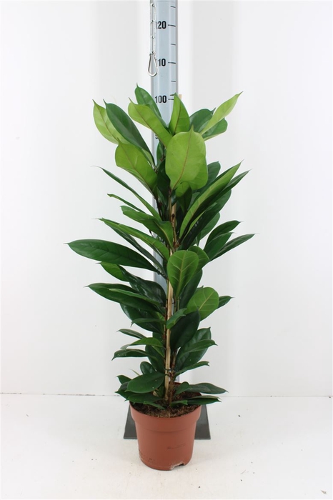 Ficus Cyathistipula P21