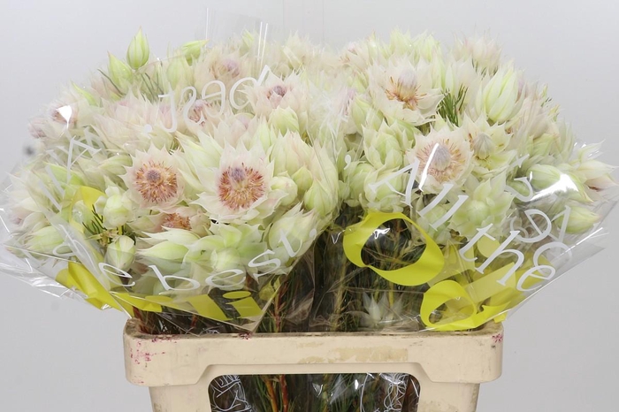 <h4>Blushing Bride 6/9 Flowers</h4>
