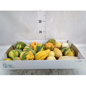 Cucurbita pepo 'Maya Mix'