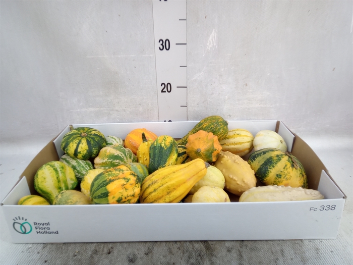 <h4>Cucurbita pepo 'Maya Mix'</h4>