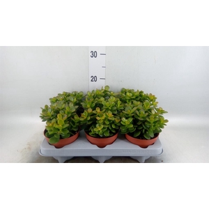 Crassula ovata 'Minor'
