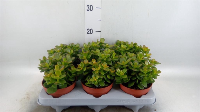 <h4>Crassula ovata 'Minor'</h4>