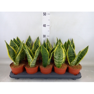 Sansevieria trifa. 'Futura Superba'