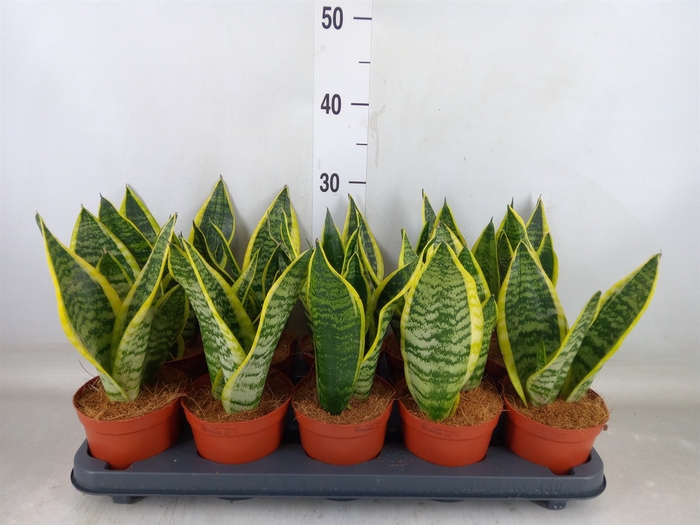 <h4>Sansevieria trifa. 'Futura Superba'</h4>