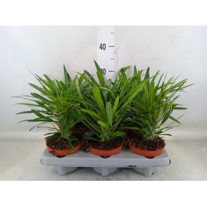 Pachypodium lamerei