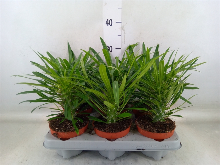 <h4>Pachypodium lamerei</h4>