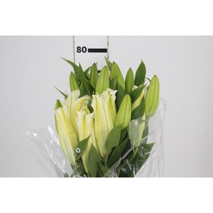 LIRIO ZAMBESI 080 CM HT MIN 2 FLS