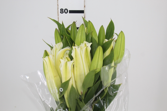 <h4>LIRIO ZAMBESI 080 CM HT MIN 2 FLS</h4>