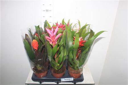 <h4>Bromelia Gem</h4>