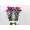 Dianthus St Hypnosis