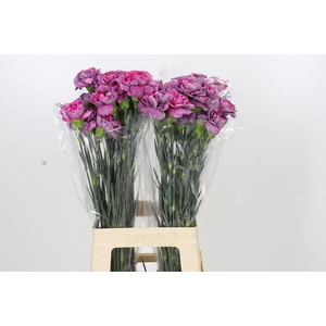 Dianthus St Hypnosis