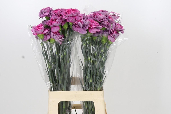 <h4>Dianthus St Hypnosis</h4>