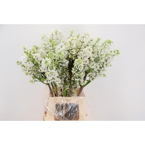 SYR V MME FL STEPMAN RIPE CUT 4+