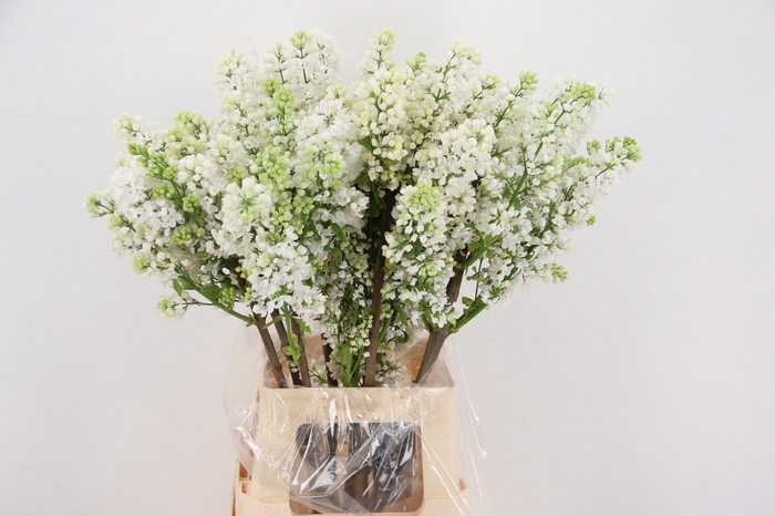 <h4>SYR V MME FL STEPMAN RIPE CUT 4+</h4>