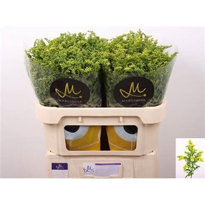 Solidago Carzan Glory 70cm 35 Gram