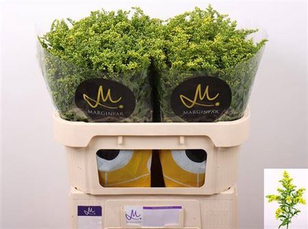 <h4>Solidago Carzan Glory 70cm 35 Gram</h4>