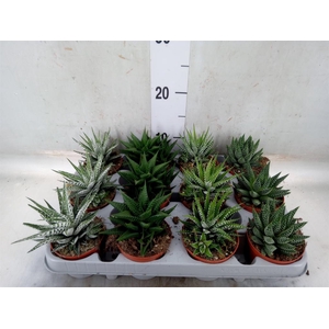 Haworthia   ...mix