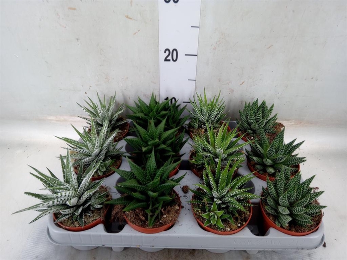<h4>Haworthia   ...mix</h4>