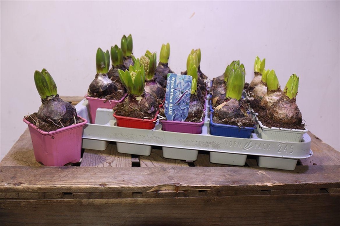 <h4>Hyacin Gem 5 Kl</h4>