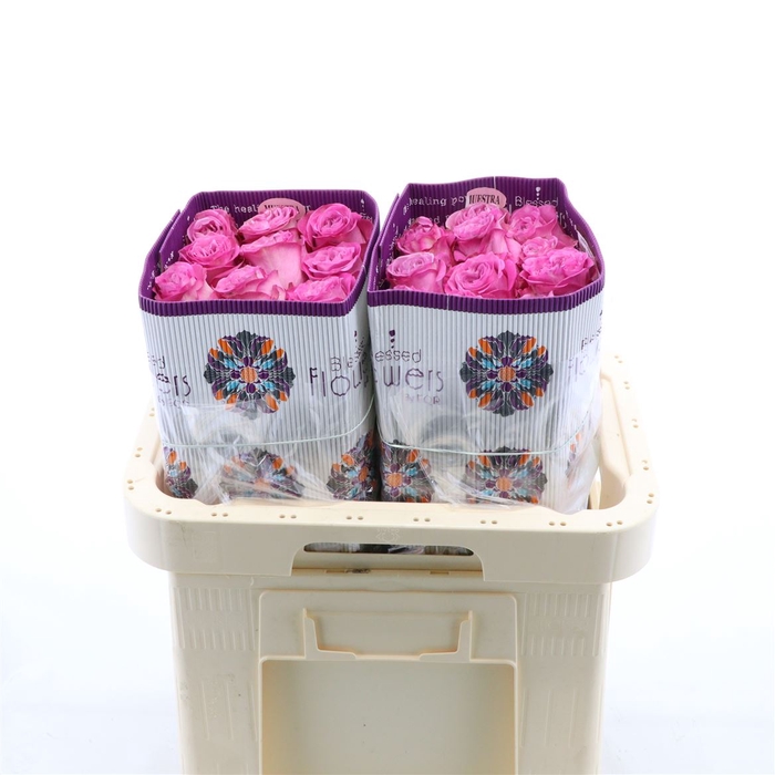 <h4>Rosa gr Queens Crown</h4>