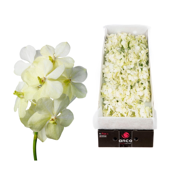 <h4>Vanda 24 tak Tayanee White</h4>