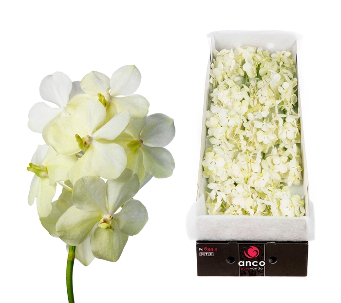 <h4>Vanda 24 tak Tayanee White</h4>