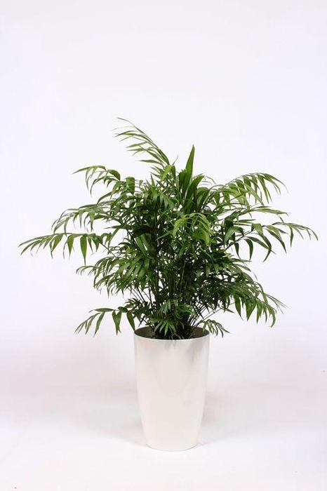 <h4>Chamaedorea elegans in Santorini pot "wit"</h4>