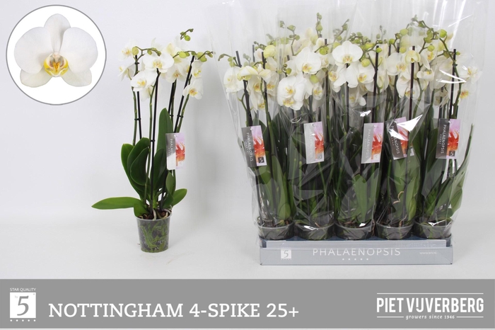 <h4>PHAL AN NOTTINGHAM</h4>