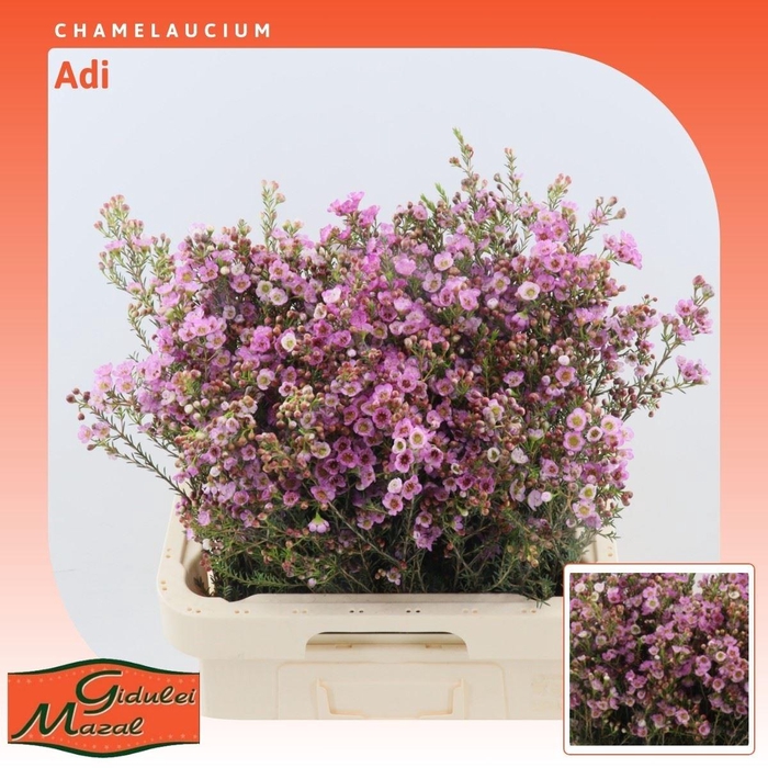 <h4>Chamelaucium Adi</h4>
