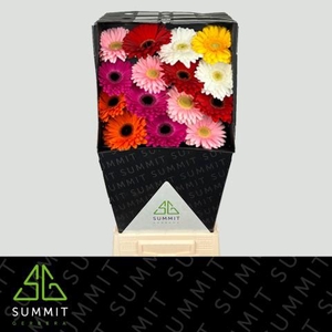 Gerbera Mix op Rij Diamond