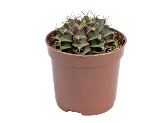 <h4>CACTUS GYMNOCALYCIUM MIHANOVICHII P06</h4>