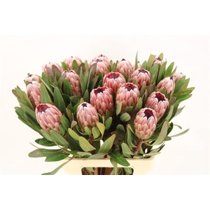 PROTEA PINK ICE