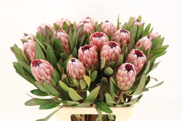 PROTEA PINK ICE