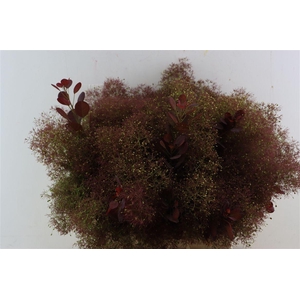 Cotinus C Mag Red Torch
