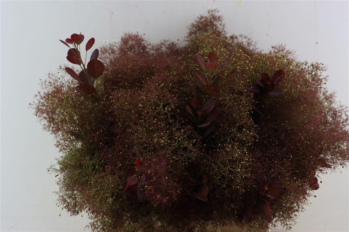 <h4>Cotinus C Mag Red Torch</h4>