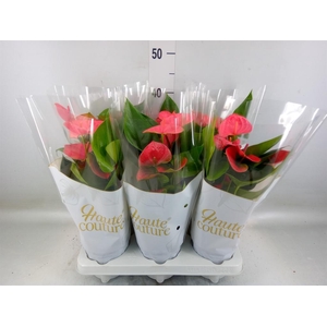 Anthurium andr. 'Sweet Dream'