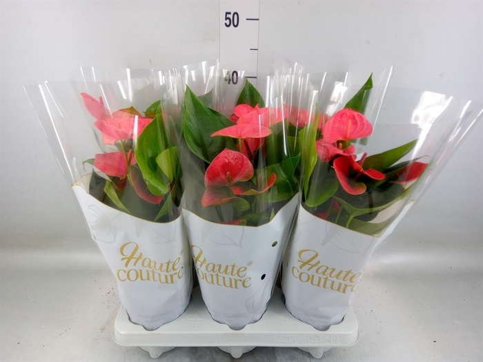 <h4>Anthurium andr. 'Sweet Dream'</h4>