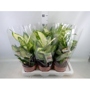 Dieffenbachia   ...mix