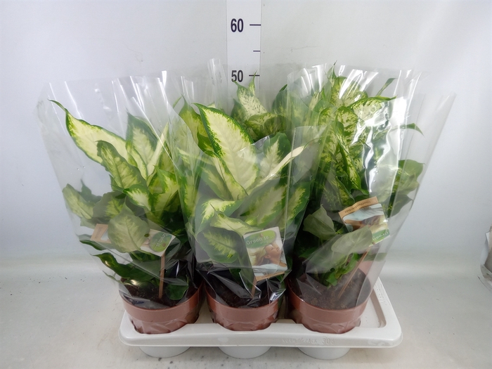 <h4>Dieffenbachia   ...mix</h4>