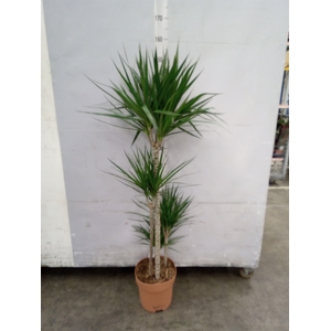 Dracaena marg.