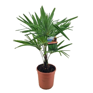 Trachycarpus fortunei