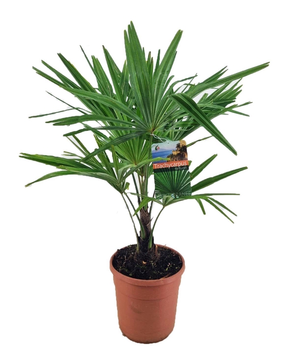 <h4>Trachycarpus fortunei</h4>