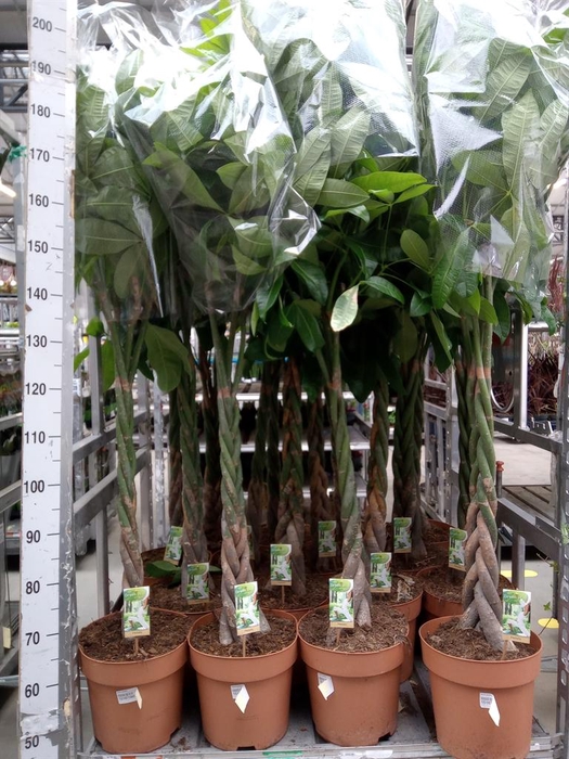 <h4>Pachira aquatica</h4>