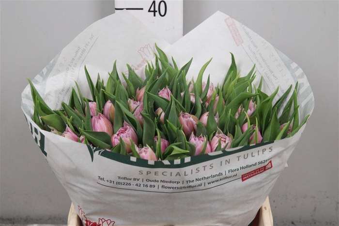 <h4>Tu Du Pricewise</h4>