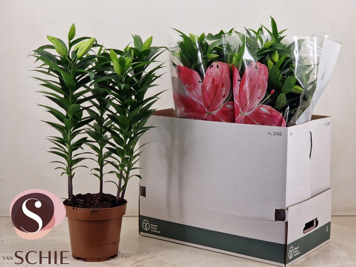 <h4>LIL OR ENTERTAINER</h4>