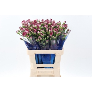 Di Tr Minibaccarat hi