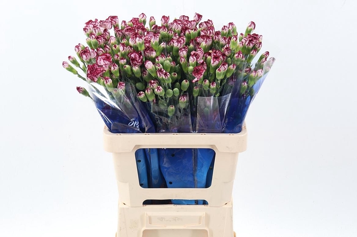 <h4>Di Tr Minibaccarat hi</h4>