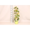 Pyramide 19cm Thunbergia Trio